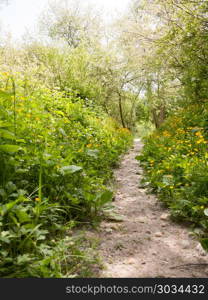 spring footpath passage trek trail through grove meadow wildflow. spring footpath passage trek trail through grove meadow wildflowers spring new fresh light day; essex; england; uk