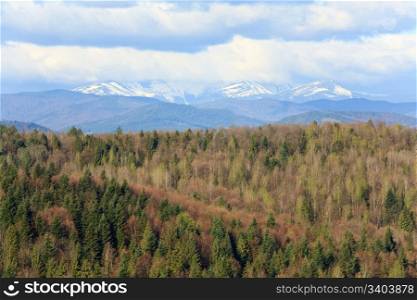 spring forest and snow covered mountain range (Carpathian, Ukraine)