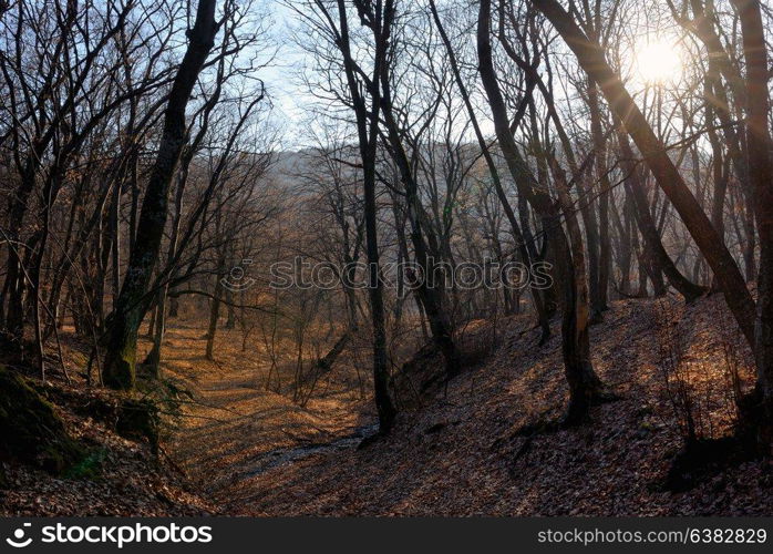 Spring forest and sun at sunset