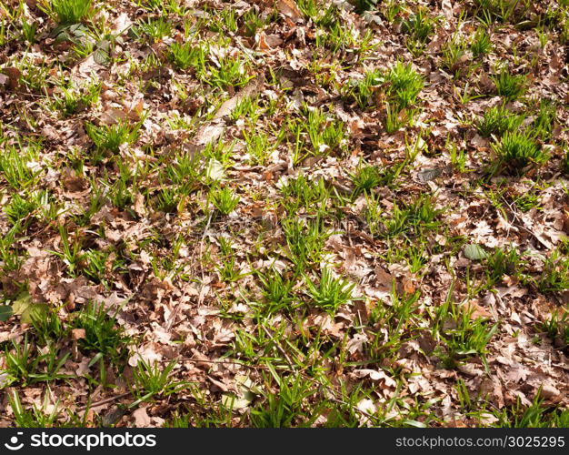 Spring forest floor growing new shoots green landscape texture; essex; england; uk