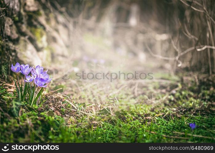 Spring forest nature with crocuses flowers, springtime outdoor nature background