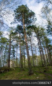 spring forest on the lake Arakul. South Ural.