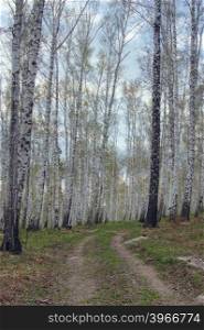 spring forest on the lake Arakul. South Ural.