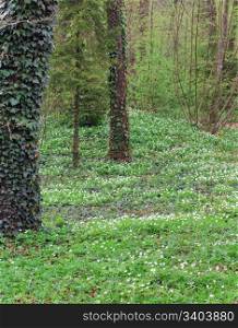 Spring forest with blossoming white anemone flowers