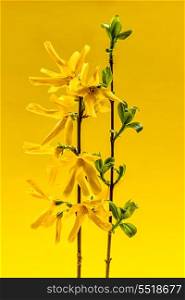 Spring forsythia flowers on yellow background. Spring forsythia branches with flowers and green leaves on yellow background