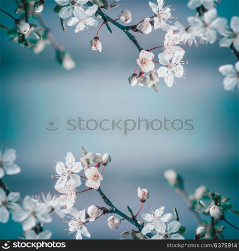 Spring frame background with white cherry blossom on blue background, place for text. Floral springtime nature