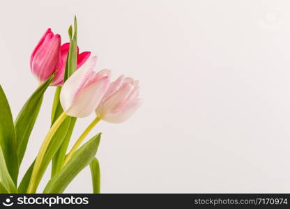 Spring Fresh multicolored tulips isolated on white background. Congratulation. Valentine?s Day, spring, Easter. Space for text.