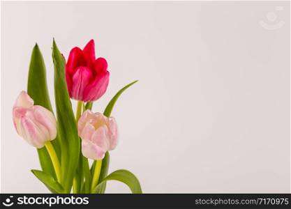 Spring Fresh multicolored tulips isolated on white background. Congratulation. Valentine?s Day, spring, Easter. Space for text.