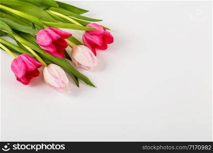 Spring Fresh multicolored tulips isolated on white background. Congratulation. Valentine?s Day, spring, Easter. Space for text.