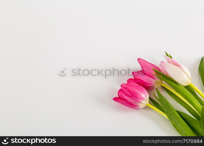 Spring Fresh multicolored tulips isolated on white background. Congratulation. Valentine?s Day, spring, Easter. Space for text.