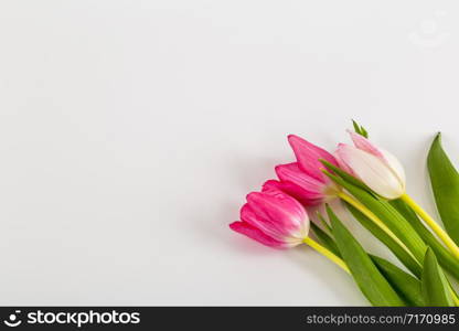 Spring Fresh multicolored tulips isolated on white background. Congratulation. Valentine?s Day, spring, Easter. Space for text.