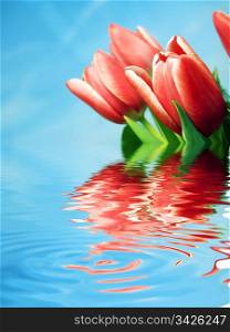 Spring fresh tulips flowers in crystal water reflection background