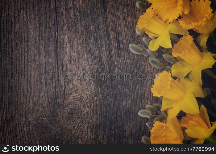 spring fresh  yellow daffodils with catkins border on wooden background, retro toned. spring narcissus with catkins
