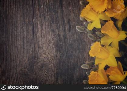 spring fresh  yellow daffodils with catkins border on wooden background, retro toned. spring narcissus with catkins