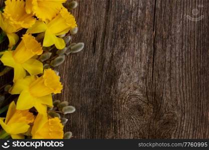 spring fresh  yellow daffodils with catkins border on wooden background. spring narcissus with catkins
