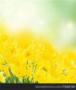 spring fresh yellow narcissus in garden on green bokeh background. spring narcissus garden