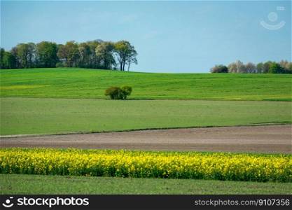 Spring freshly coloured fields with tall trees on the horizon, focus to the background