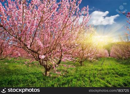 Spring garden. Blooming trees. Nature composition.