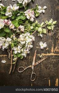 spring garden blossom with old rusty scissors on dark rustic wooden background