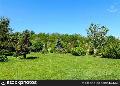 Spring garden landscape - green lawn, coniferous trees and fruit trees against the blue sky on a sunny day.
