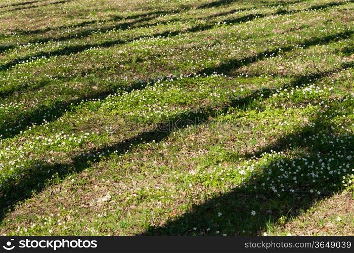 spring glade with green grass, white flowers and shadow tree