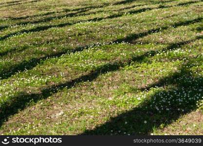 spring glade with green grass, white flowers and shadow tree