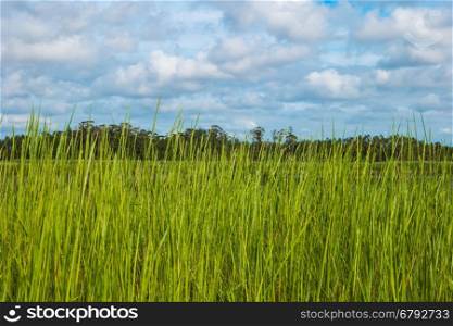 Spring grass and cloudy sky on background
