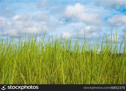 Spring grass and cloudy sky on background