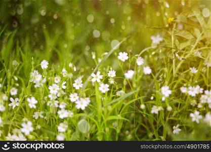 Spring grass and flowers blooming. Spring meadow