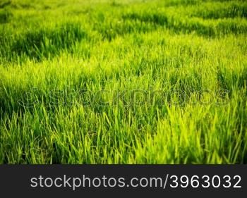 spring grass in morning