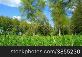 spring grass in the background of trees.