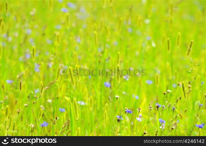 spring grass on the field