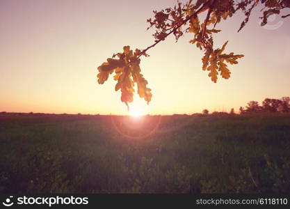 Spring grassland