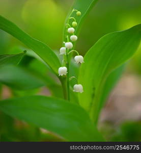 Spring green background with nature in the forest. Beautiful small white plant - flower - Lily of the valley. (Convallaria majalis)