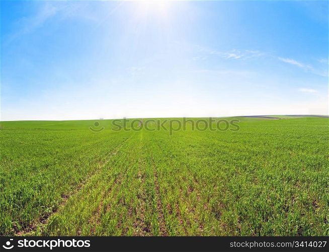 Spring green cereals field and blue sky with sunshine patch. Three shots stitch image.