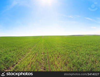 Spring green cereals field and blue sky with sunshine patch. Three shots stitch image.