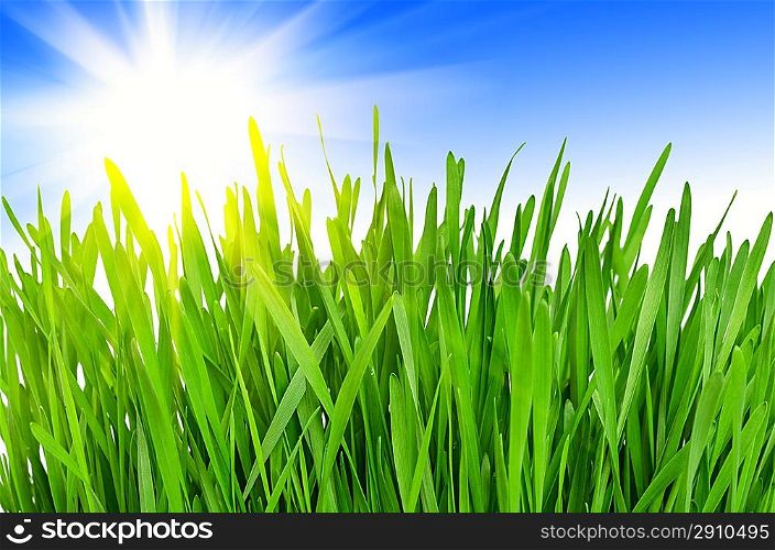 Spring green grass against a blue sky and a bright sun. Sunny Day
