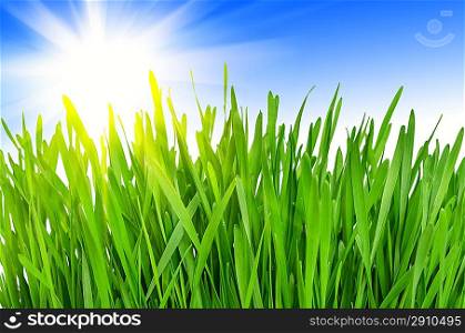 Spring green grass against a blue sky and a bright sun. Sunny Day