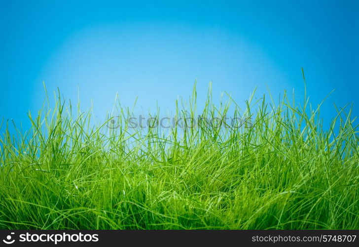 Spring green grass and sun on blue background