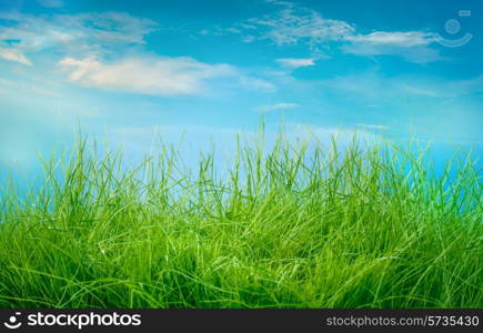 Spring green grass and sun on blue sky background