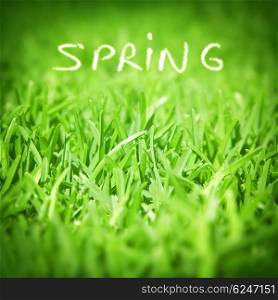 Spring green grass background, fresh natural textured wallpaper, floral backdrop, beautiful springtime nature, ecology of earth concept