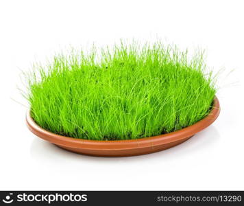 Spring green grass isolated on white background