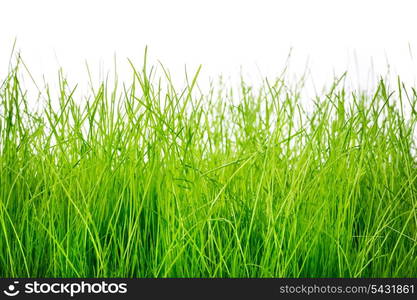 Spring green grass isolated on white background