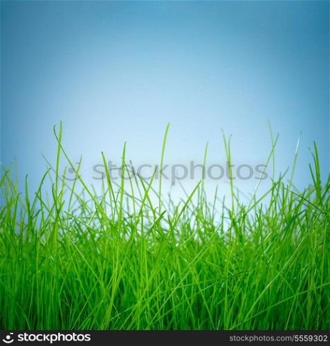 Spring green grass on blue background