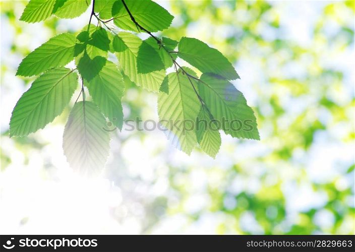 spring green leaves background in a sunny day