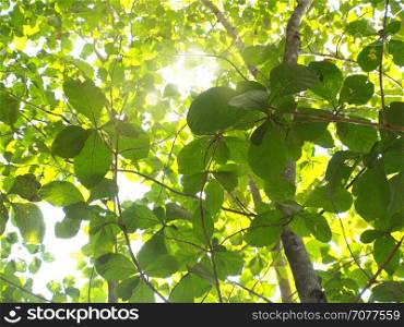 Spring green leaves background in deep forest
