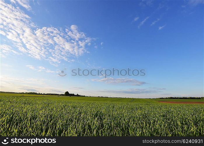 spring green meadow and sky. landscape