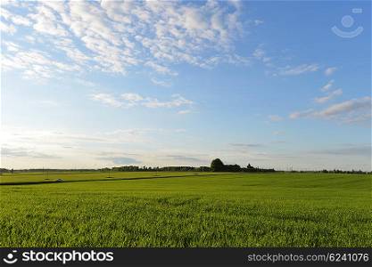 spring green meadow and sky. landscape