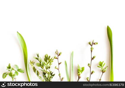Spring greenery plants over white background. Flat lay forest and nature concept. Spring greenery plants