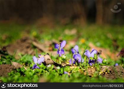 spring ground violets flowers closeup, selective focus